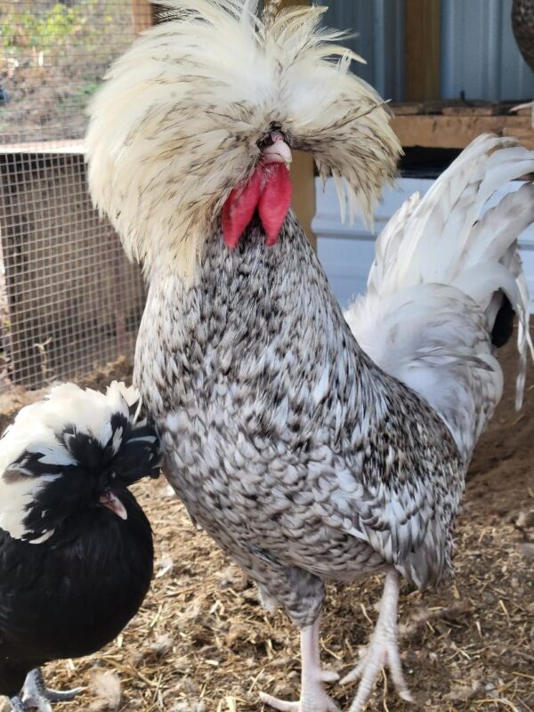 Polish Rooster