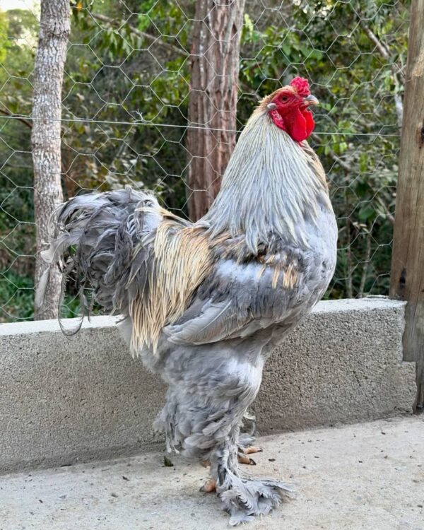 Brahma Chicken